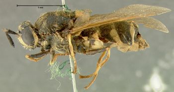 Media type: image;   Entomology 12550 Aspect: habitus lateral view